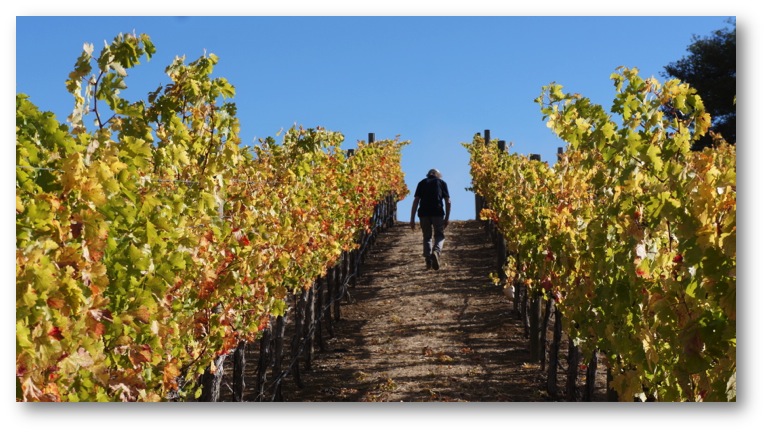 Peter in hilly vineyard